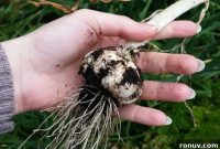 Grow and Harvest Garlic: Planting, Timing and Storage