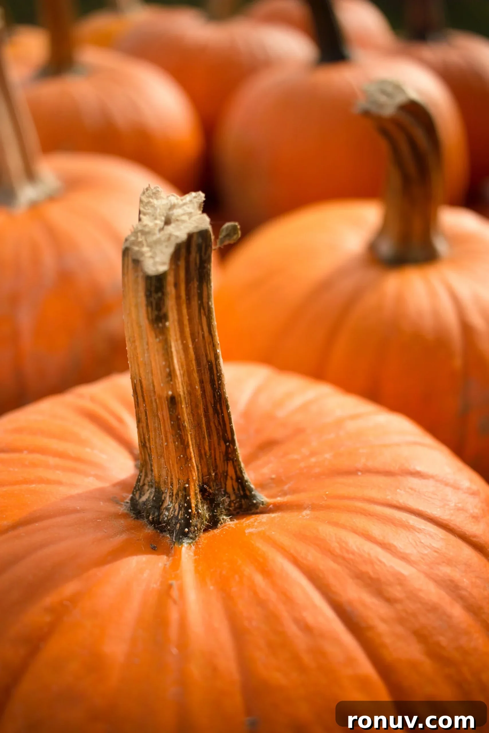 How Do I Cut Up a Pumpkin? Orange pumpkins on display.