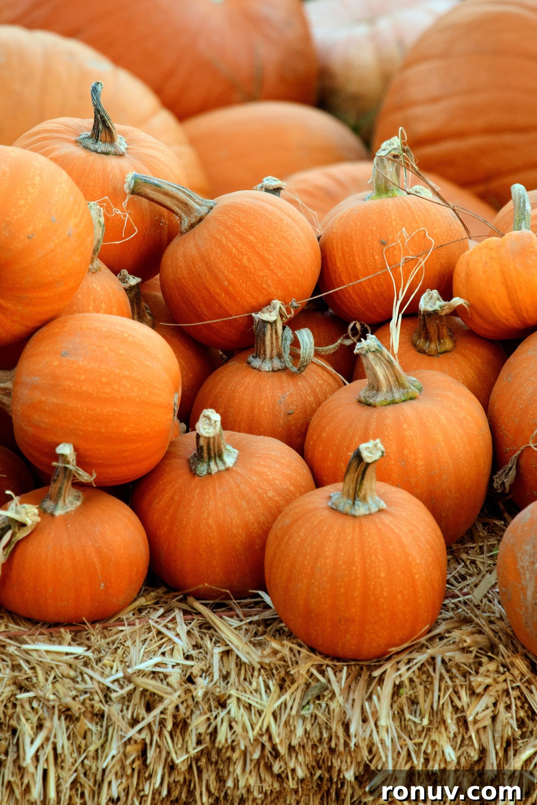 How to Cook Pumpkins Pumpkins stacked on top of one another.