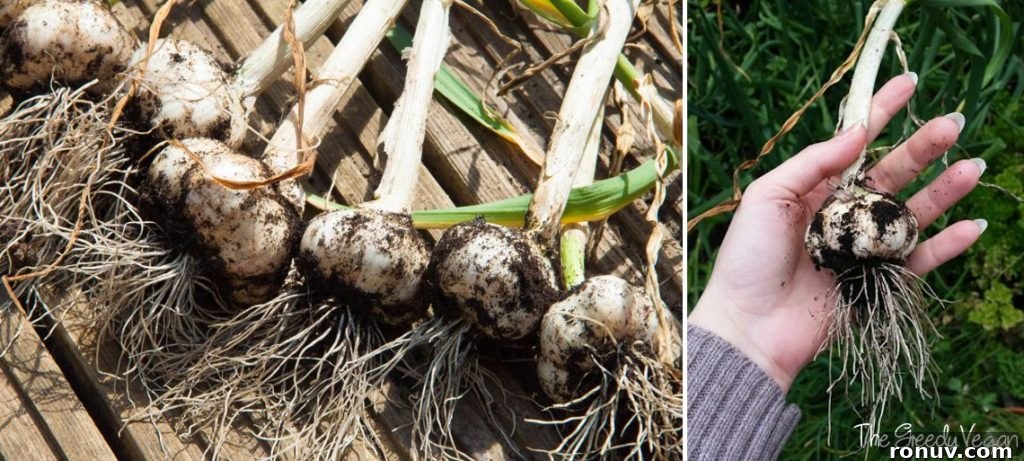 Grow and Harvest Garlic: Planting, Timing and Storage 2 Garlic Harvest 001