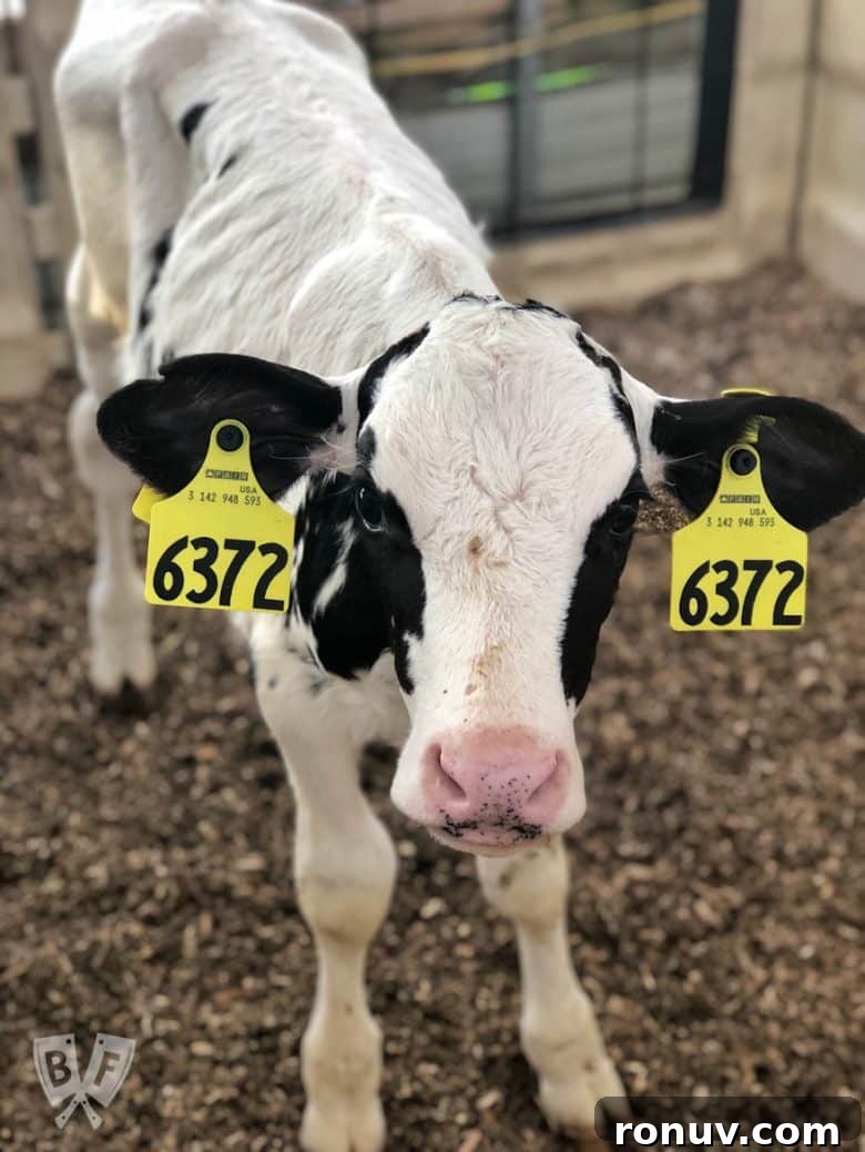 New York Dairy Tour 2018: Why I Moved to a Cheese Cave 7 Baby cow on a farm.
