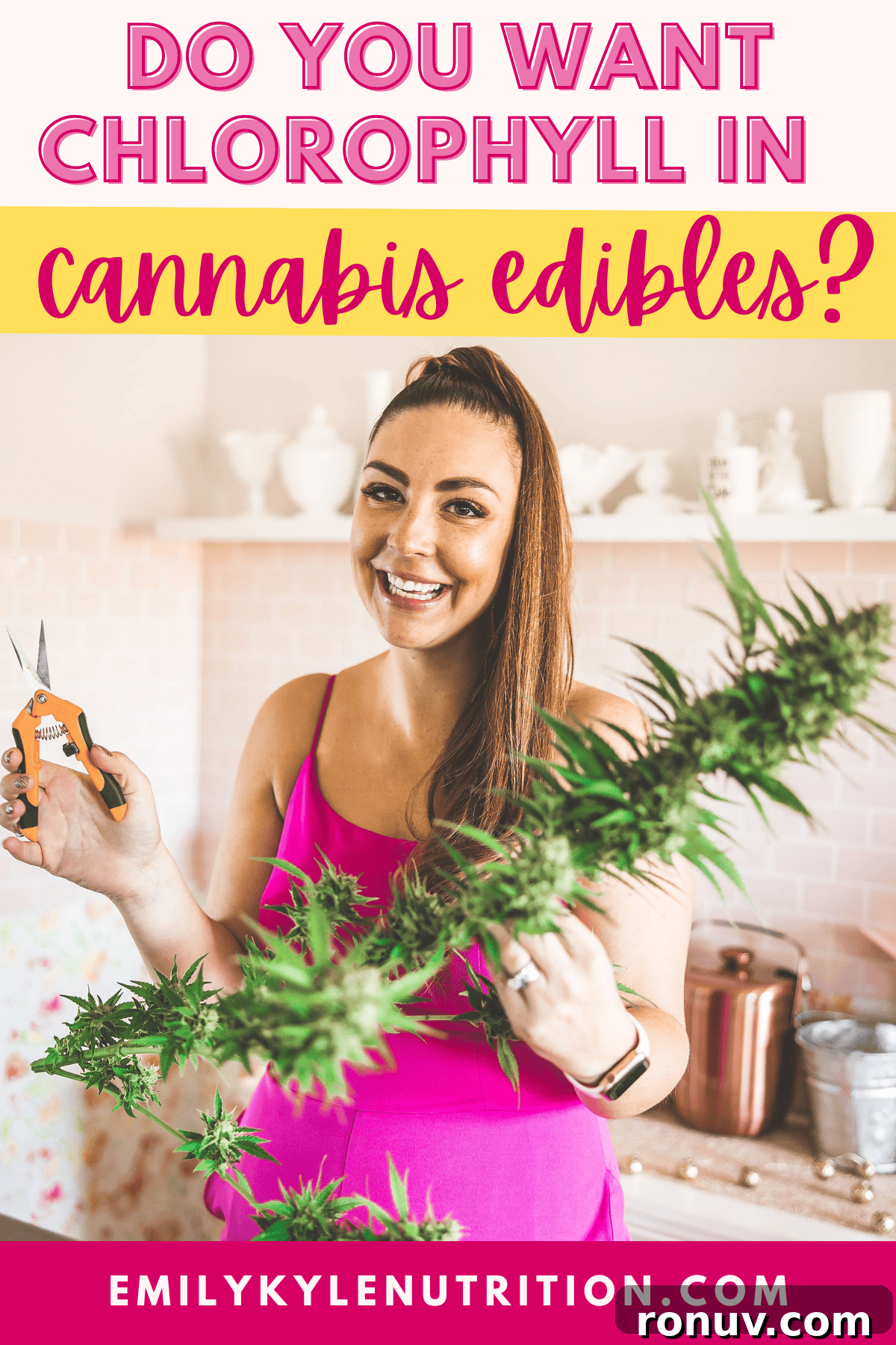 Should You Add Chlorophyll to Your Edibles? 2 A graphic with a light pink background and in hot pink text it says Do You Want Chlorophyll In Your Cannabis Edibles? with a cannabis plant at the bottom
