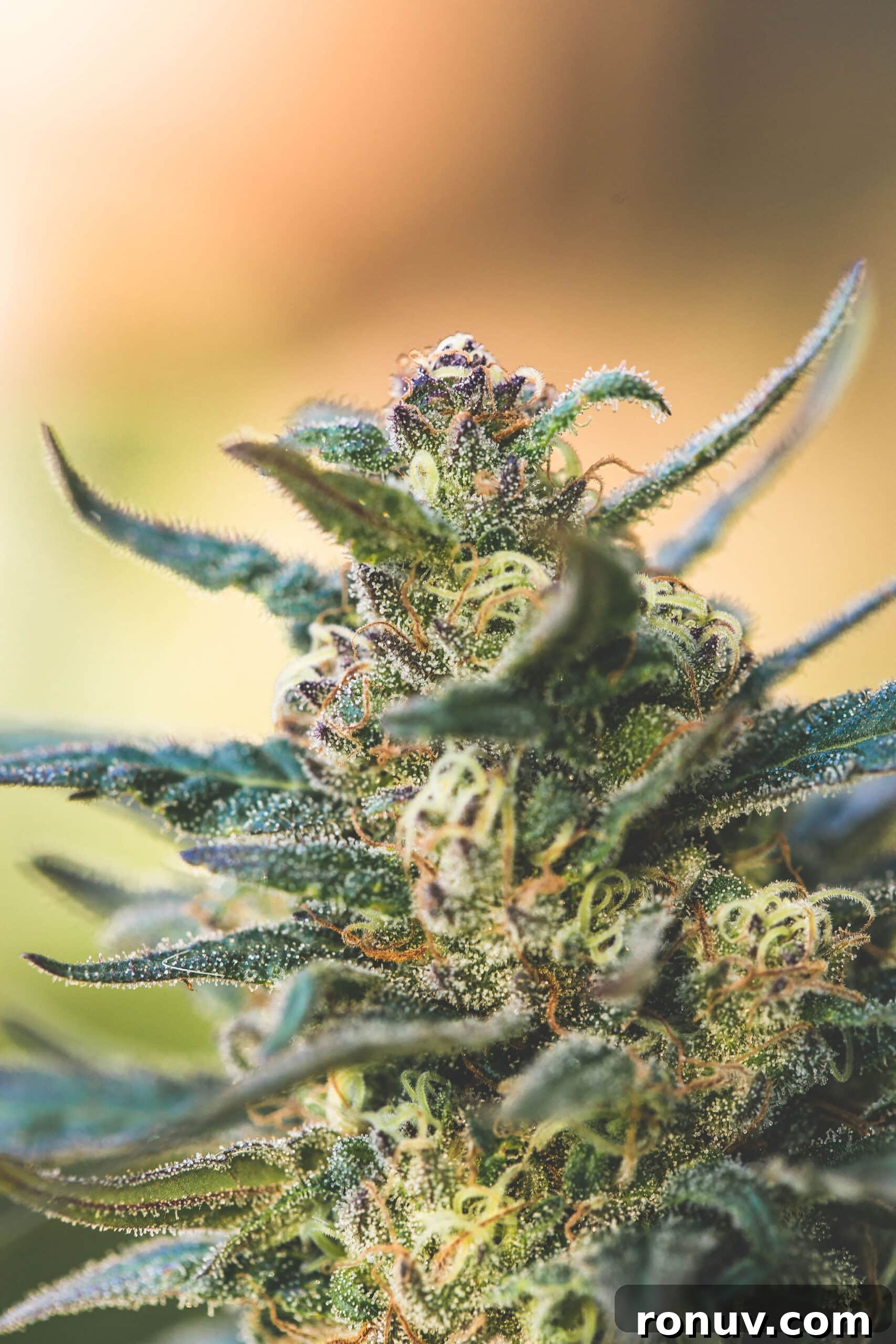 Should You Add Chlorophyll to Your Edibles? 4 A picture of Emily Kyles cannabis plant.