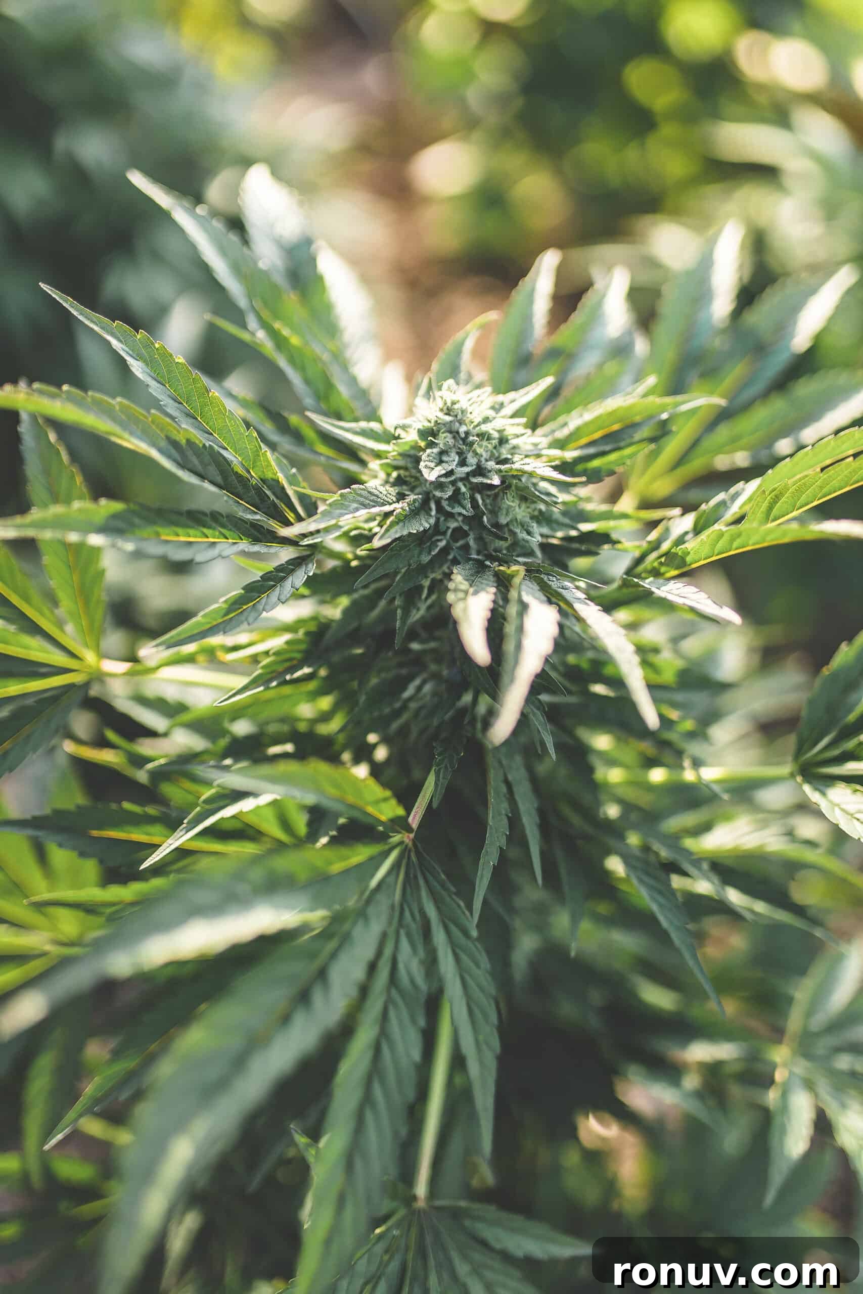 Should You Add Chlorophyll to Your Edibles? 5 Green leafy vegetables