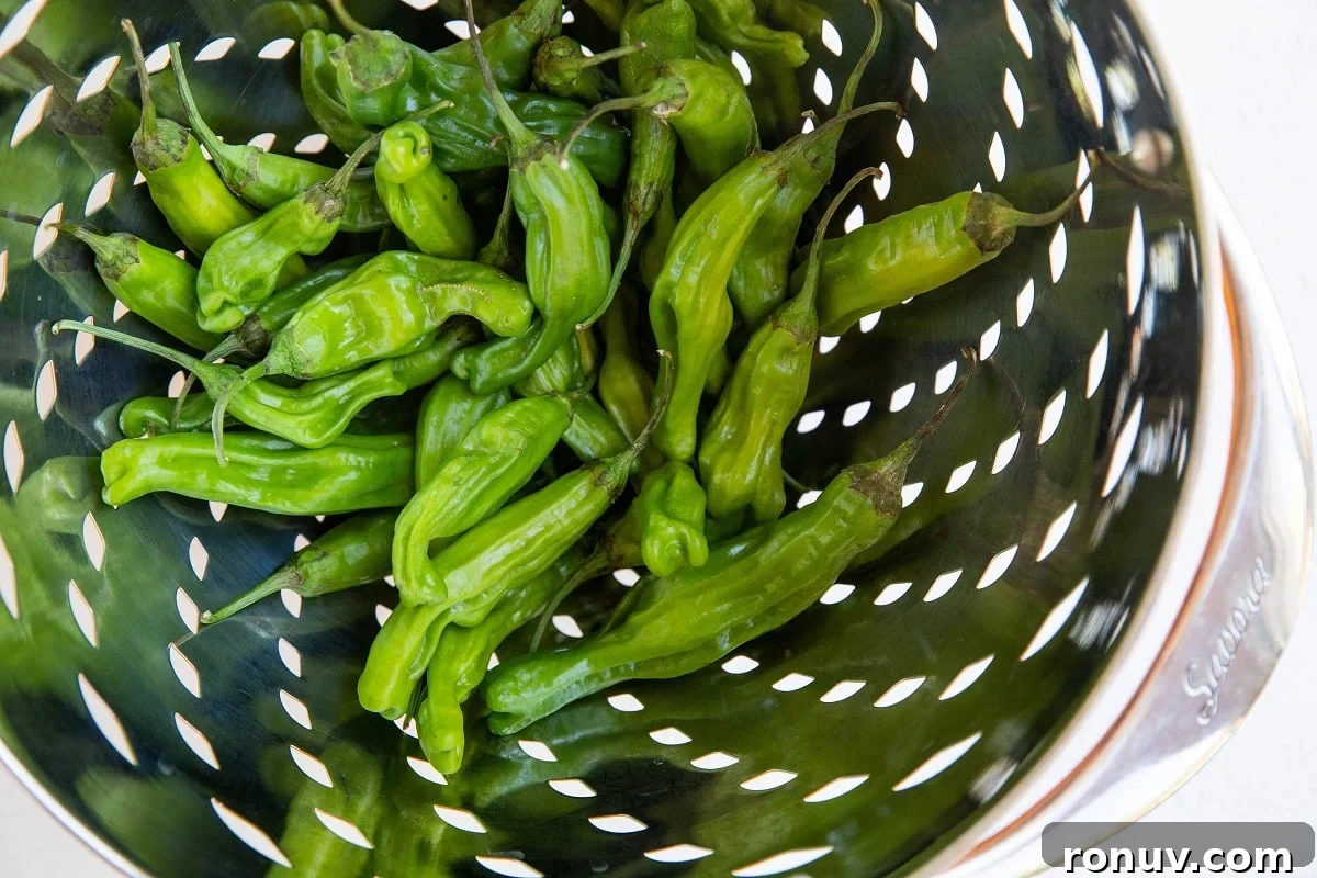 Blistered Shishito Peppers with Garlic Butter 5 raw shishito peppers in a collander