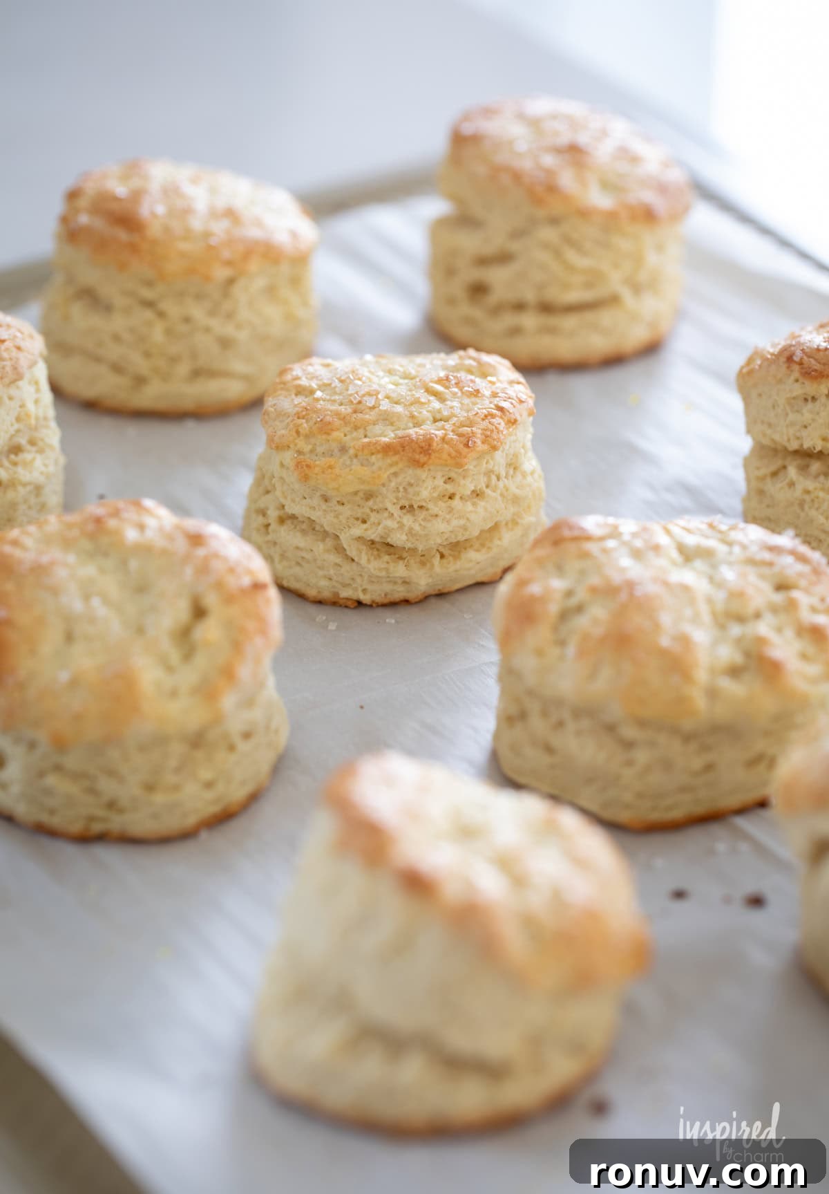 Classic Buttery Homemade Scones Recipe 13 baked scones on parchment paper on a baking sheet.